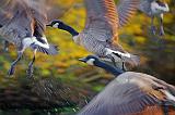 Geese Taking Flight_51928